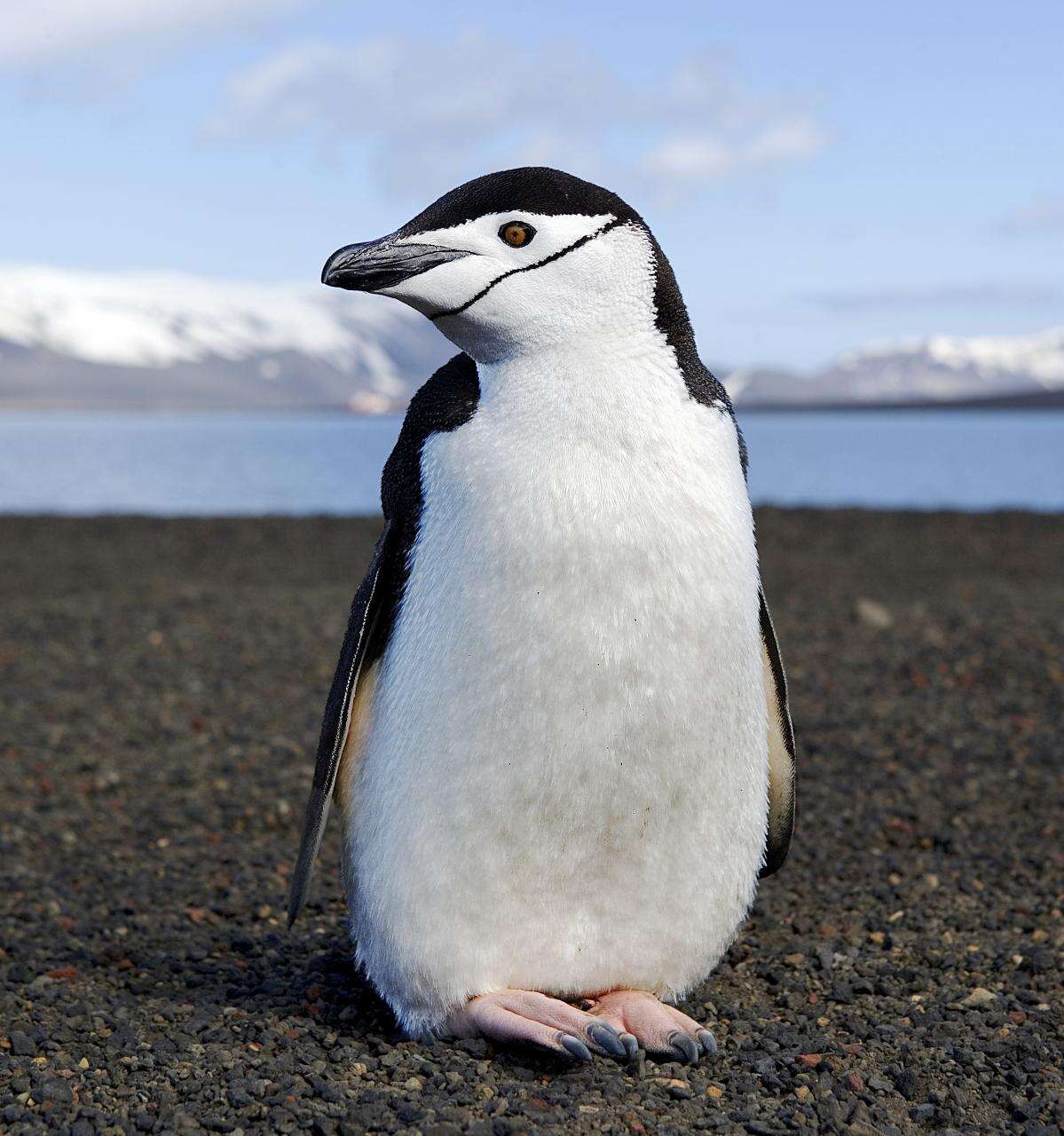 Image of Chinstrap Penguin