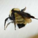 Image of Yellow Bumblebee