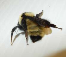 Image of Yellow Bumblebee