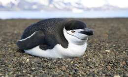 Image of Chinstrap Penguin