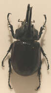 Image of Augosoma