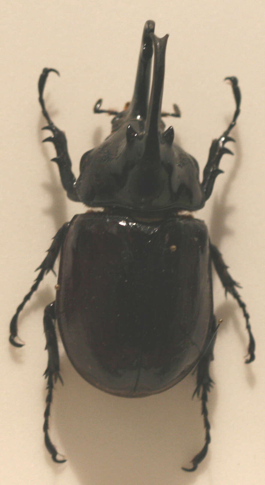 Image of Augosoma