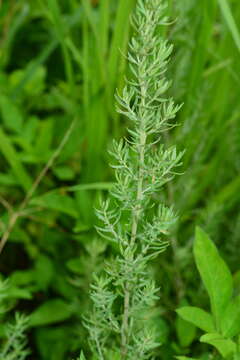 Image of Artemisia lancea Vaniot