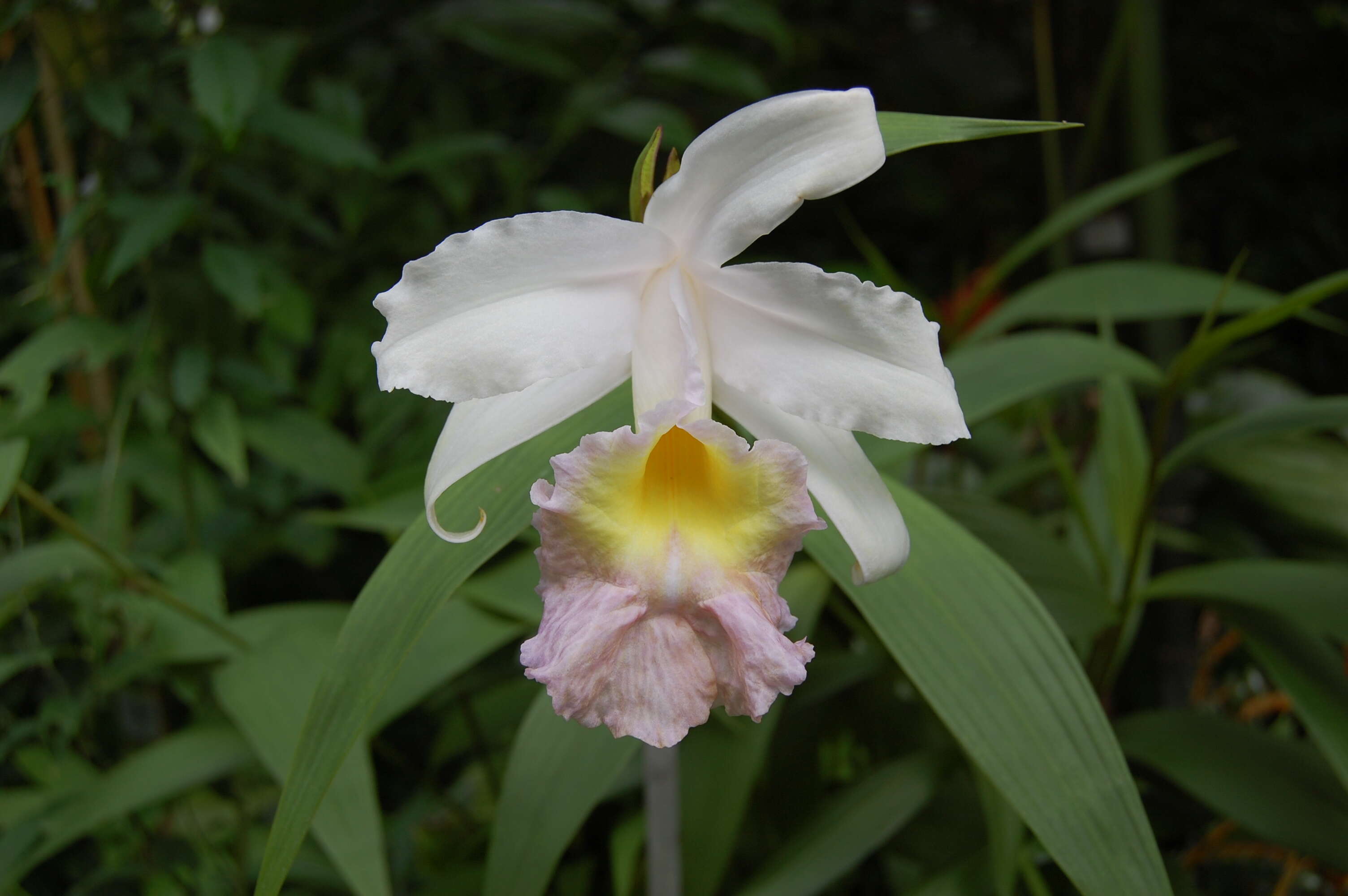 Image of Sobralia decora Bateman