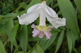 Image of Sobralia decora Bateman