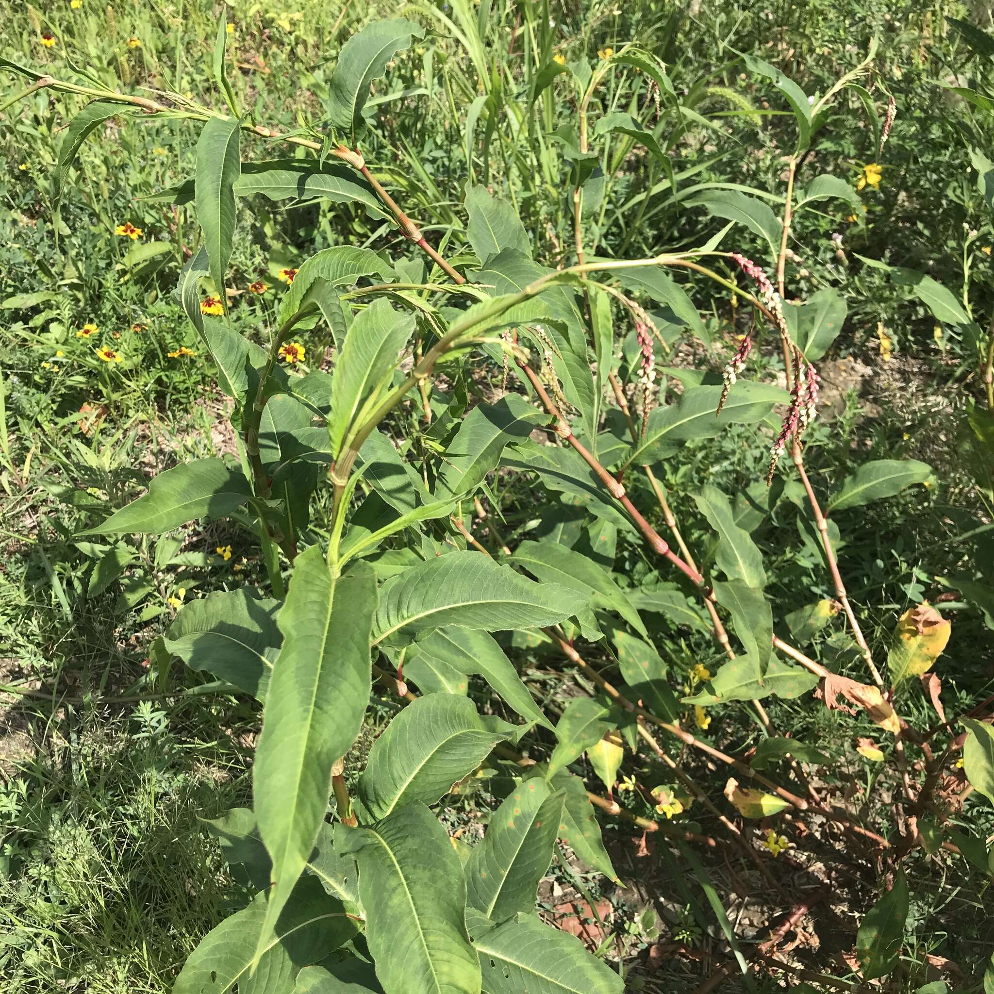 Sivun Persicaria extremiorientalis (Vorosh.) N. N. Tzvel. kuva