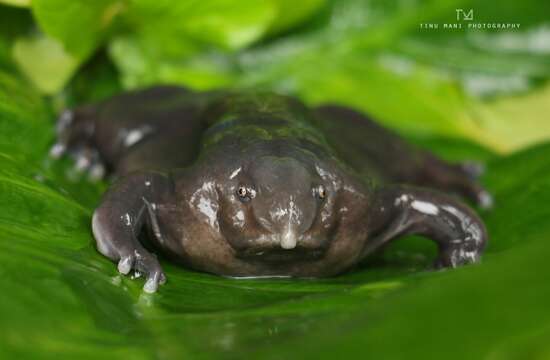 Image of Purple Ghats Frogs