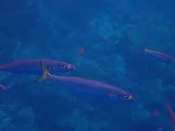 Image of Atlantic Chub Mackerel