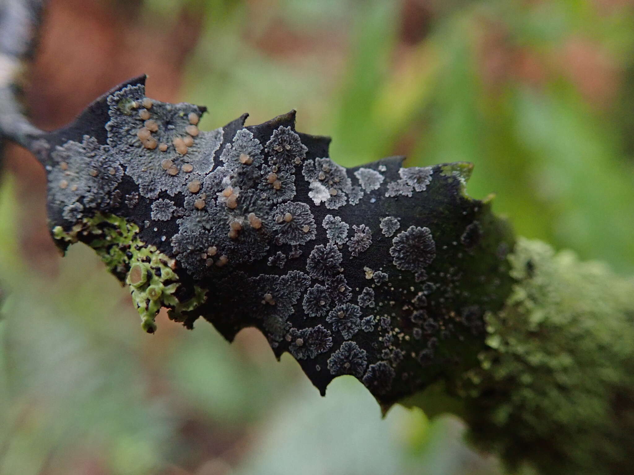 Image of Pannaria immixta Nyl.