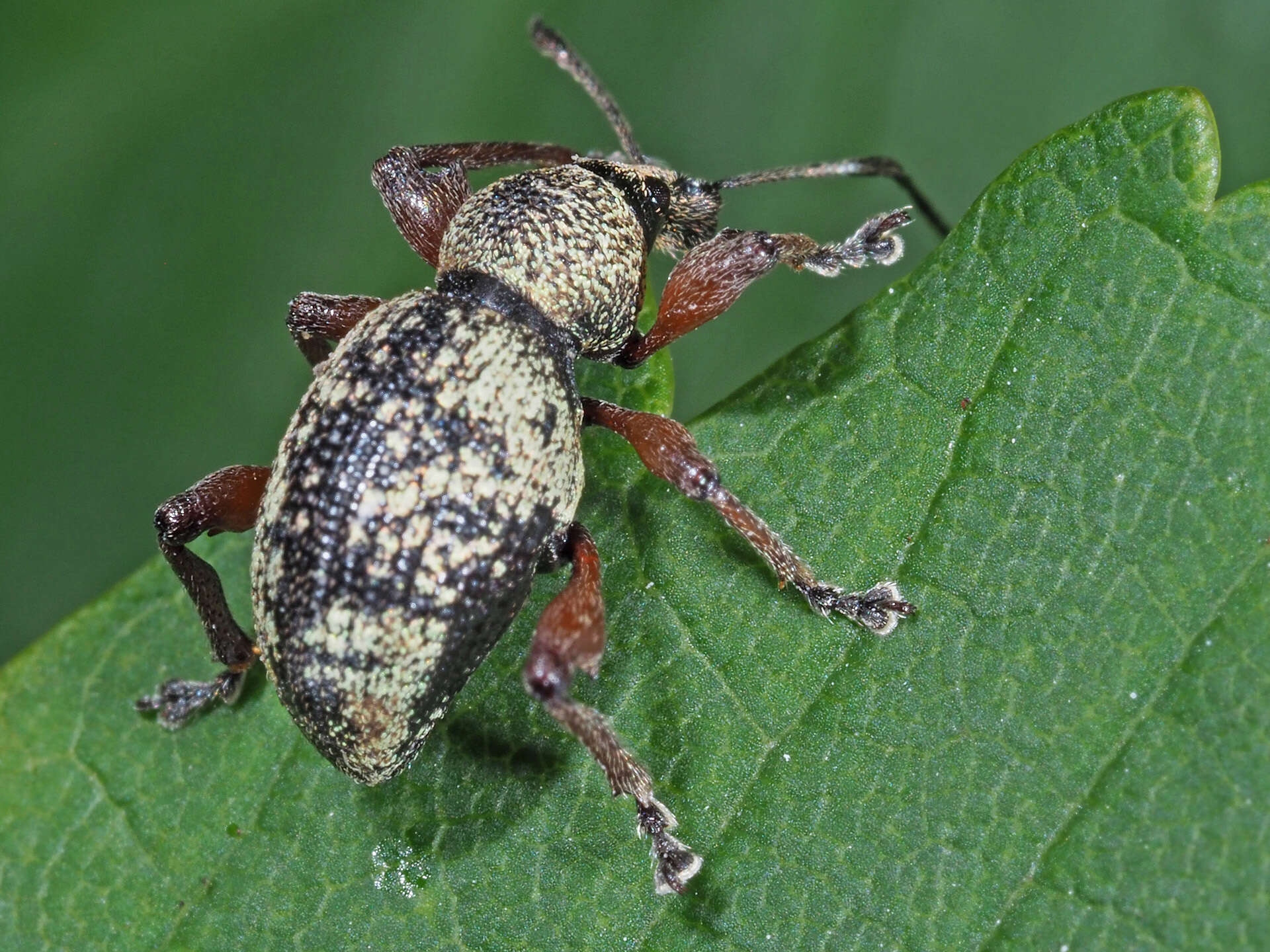 Imagem de Otiorhynchus (Majetnecus) lepidopterus (Fabricius 1794)