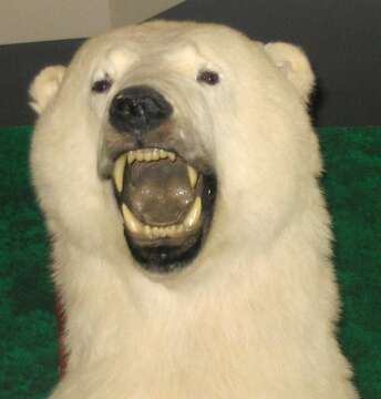 Imagem de urso-polar