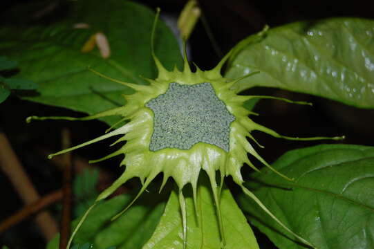 Image of Dorstenia turnerifolia Fisch. & Mey.