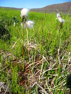 Image of common cottongrass