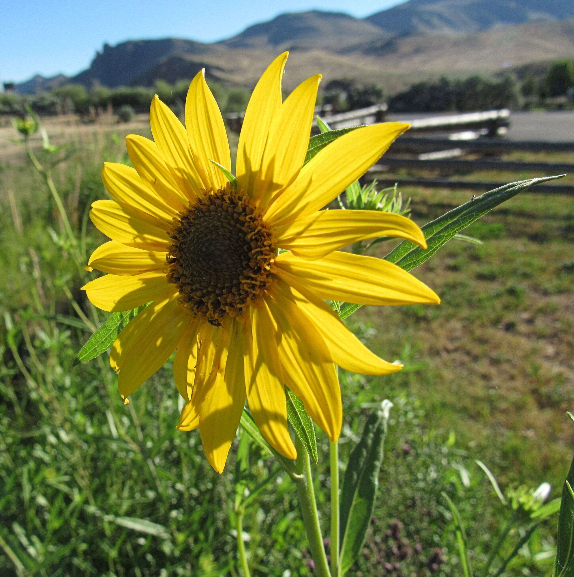 Sivun Helianthus nuttallii Torr. & A. Gray kuva