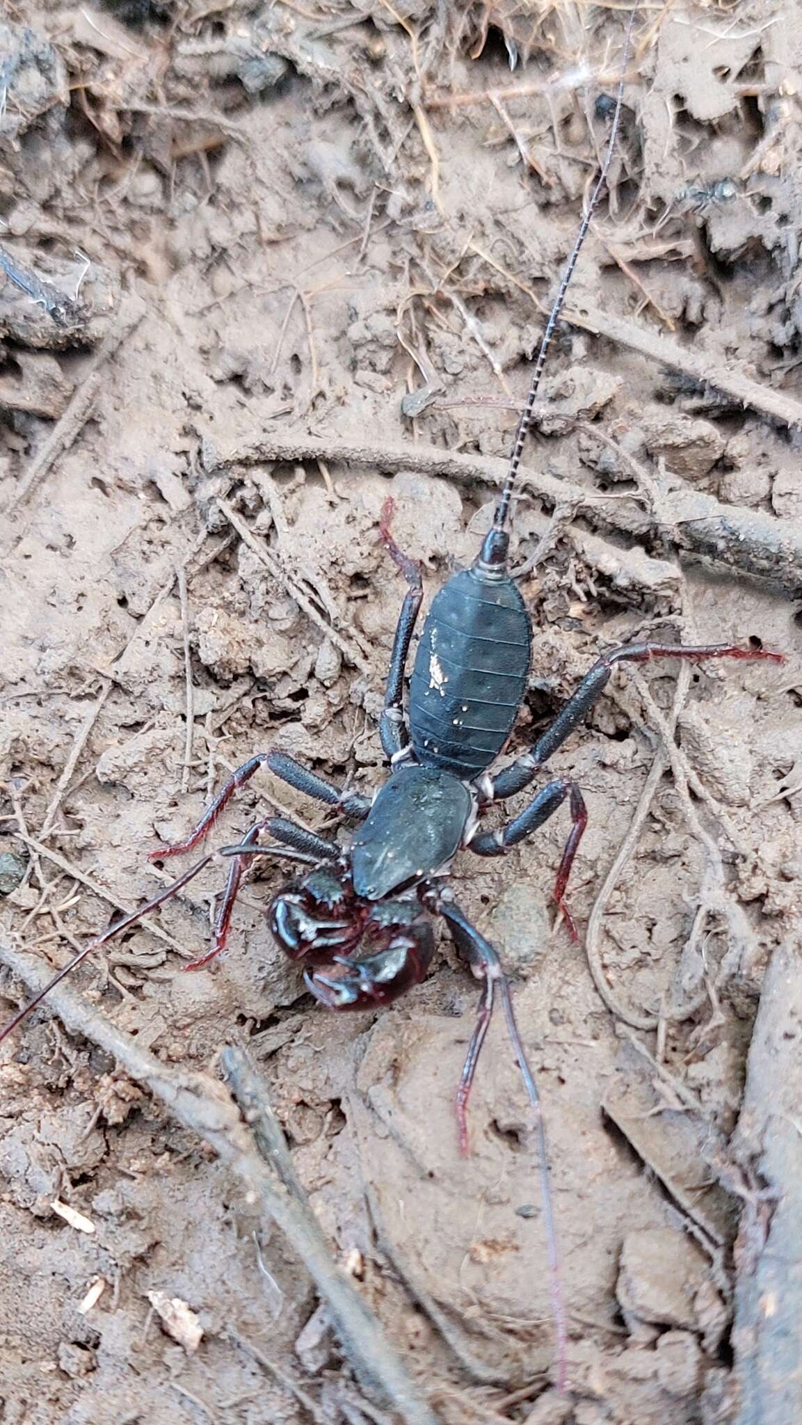 Image of Mastigoproctus colombianus Mello-Leitão 1940