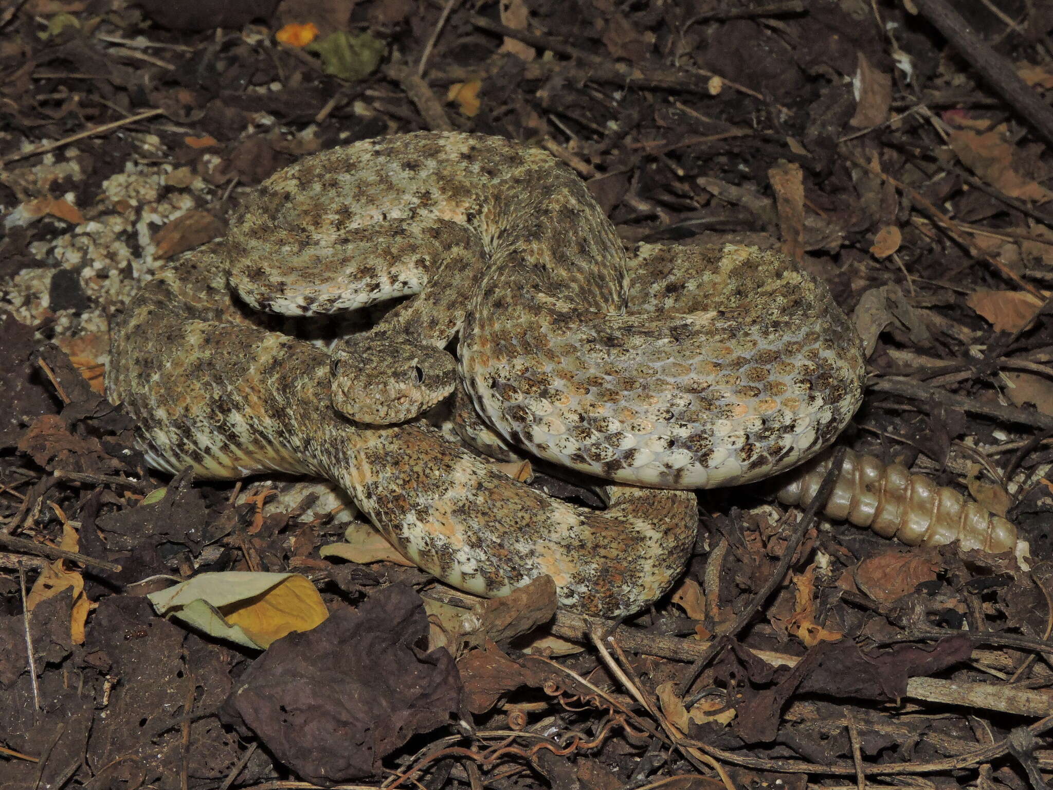 صورة Crotalus mitchellii (Cope 1861)