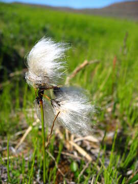 Image of common cottongrass