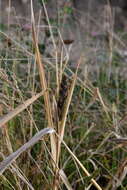 Echinochloa esculenta (A. Braun) H. Scholz resmi