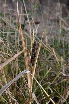 Echinochloa esculenta (A. Braun) H. Scholz resmi