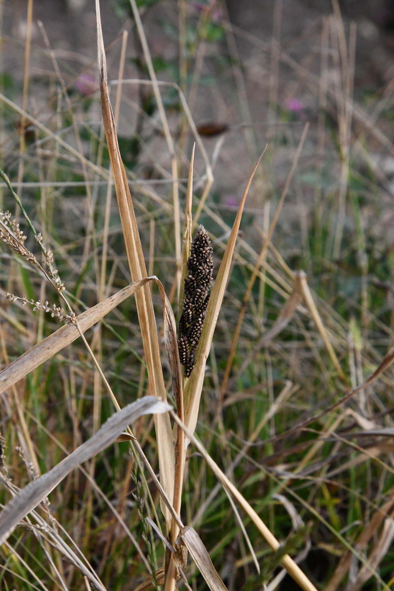 Echinochloa esculenta (A. Braun) H. Scholz resmi