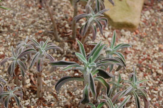 Image of echeveria