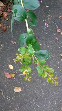 Image of Crape myrtle