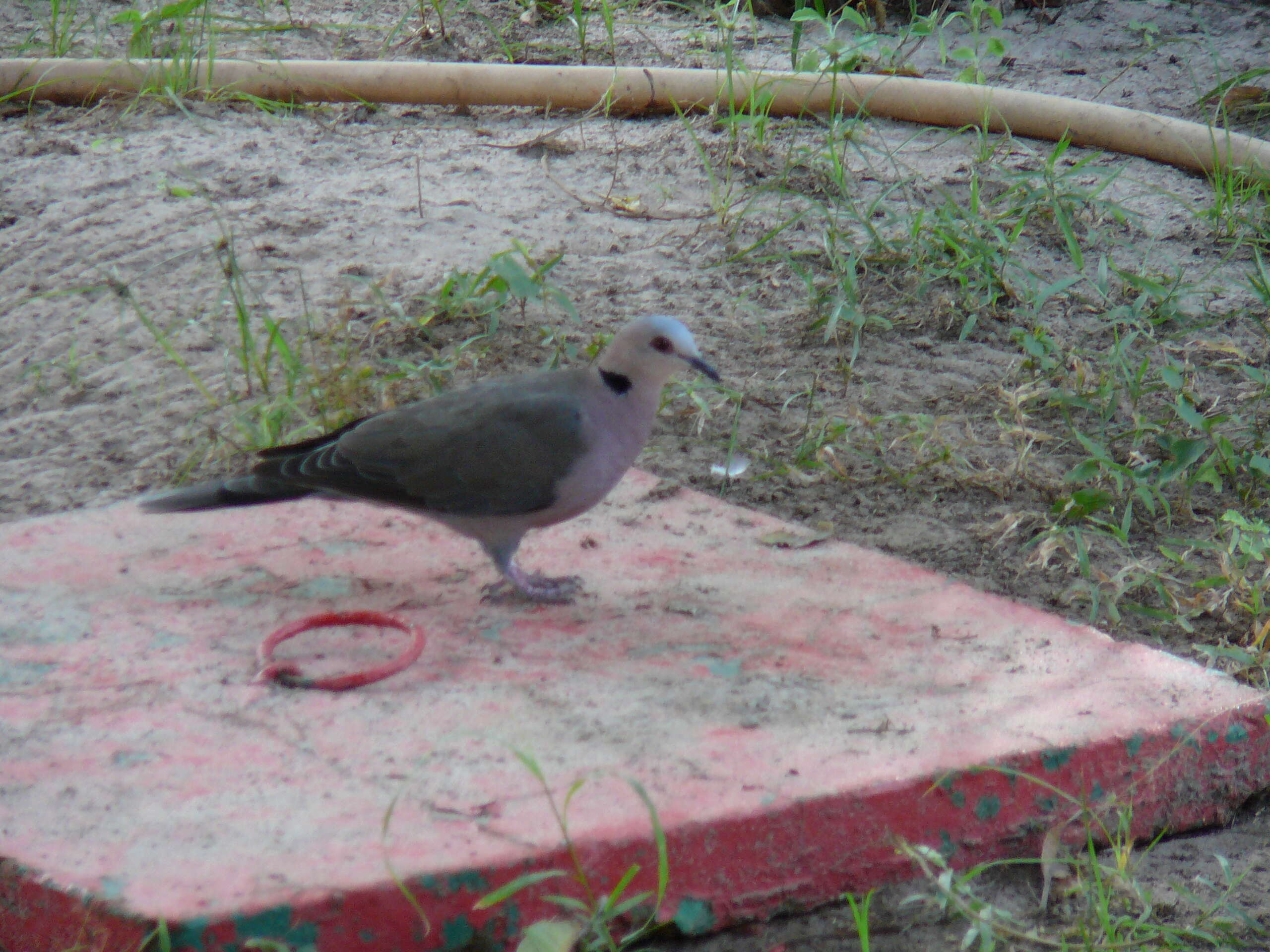 Image of Red-eyed Dove