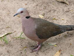 Image of Streptopelia Bonaparte 1855