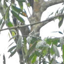 Image of Yellow-crested Woodpecker