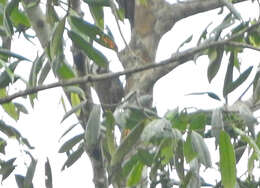 Image of Yellow-crested Woodpecker