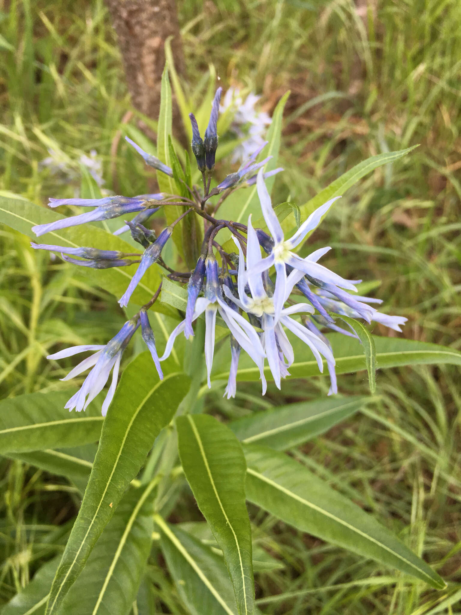 Image of Ozark bluestar