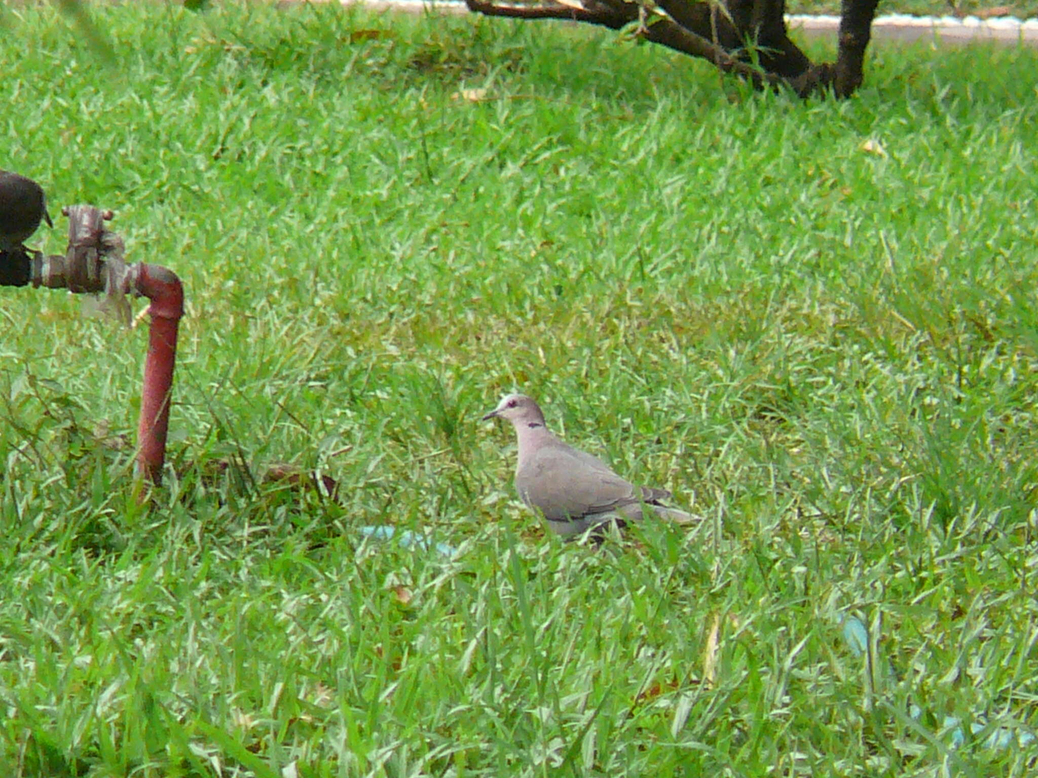 Image of Red-eyed Dove