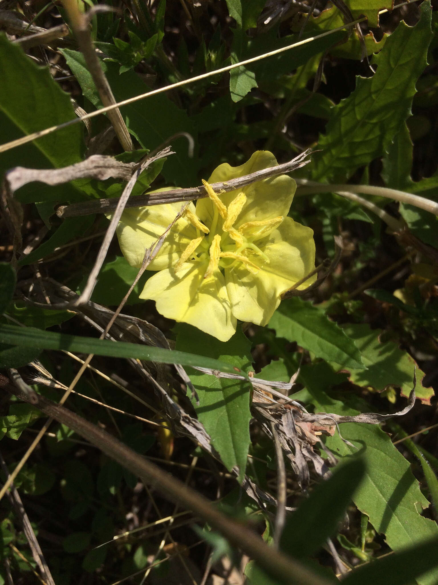 Image of Evening primrose