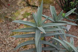 Image of Crassula perfoliata var. minor (Haw.) Rowley