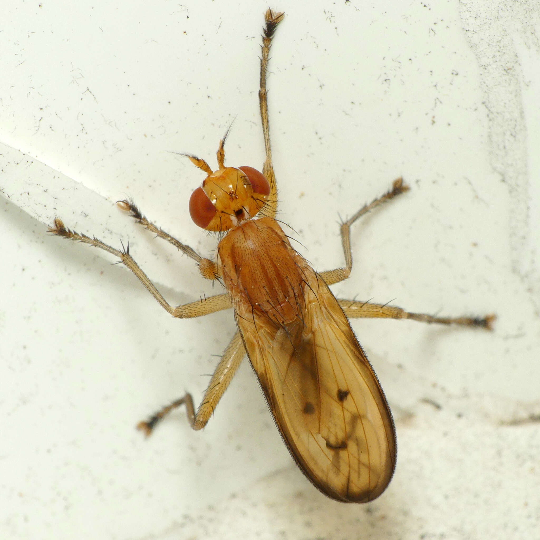 Image of Tetanocera plebeja Loew 1862