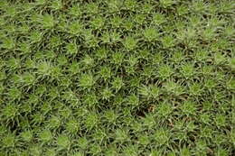 Image of Deuterocohnia brevifolia (Griseb.) M. A. Spencer & L. B. Sm.
