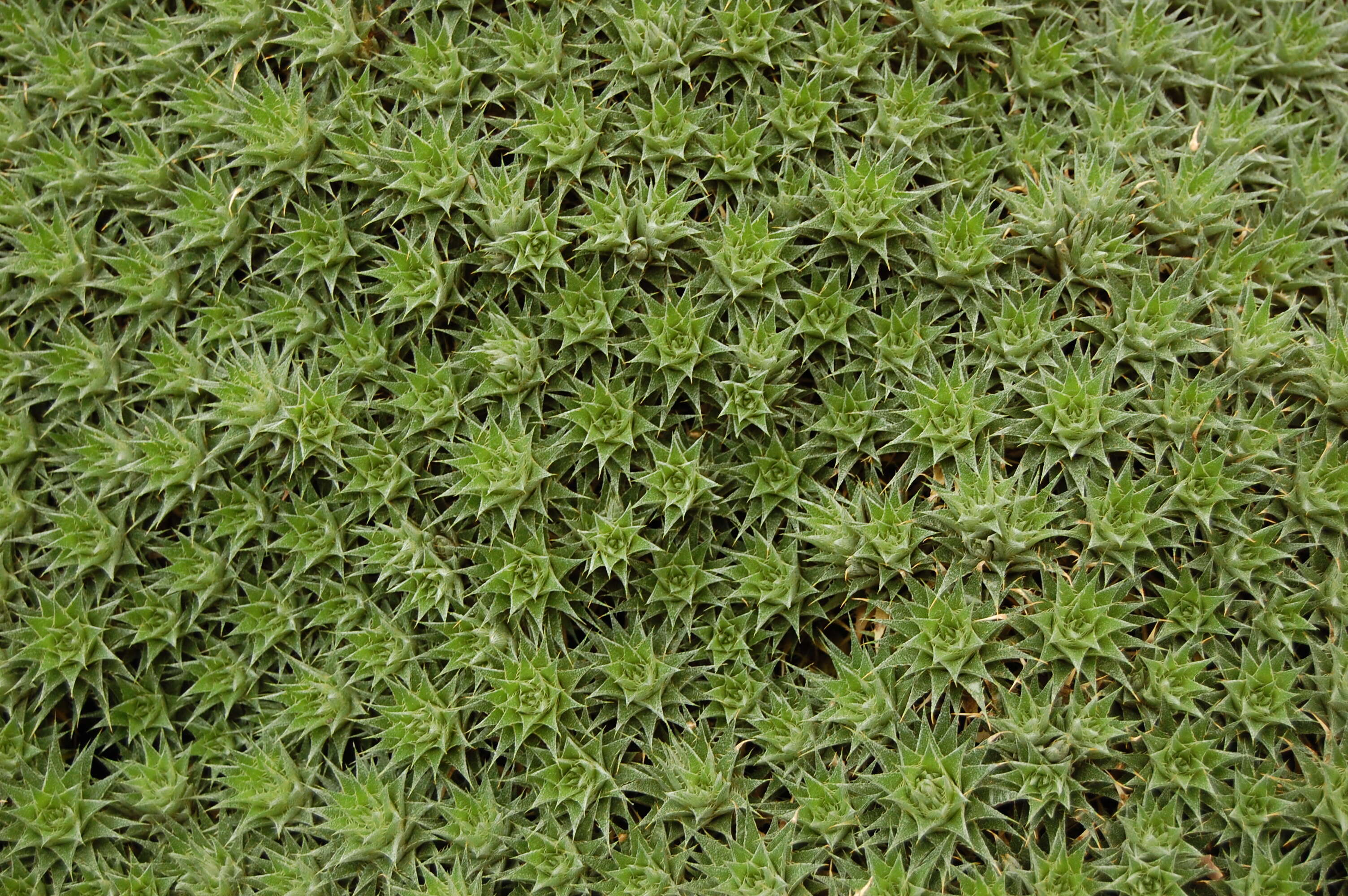 Image of Deuterocohnia brevifolia (Griseb.) M. A. Spencer & L. B. Sm.