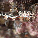 Image of Cryptic Triplefin