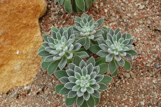 Image of echeveria