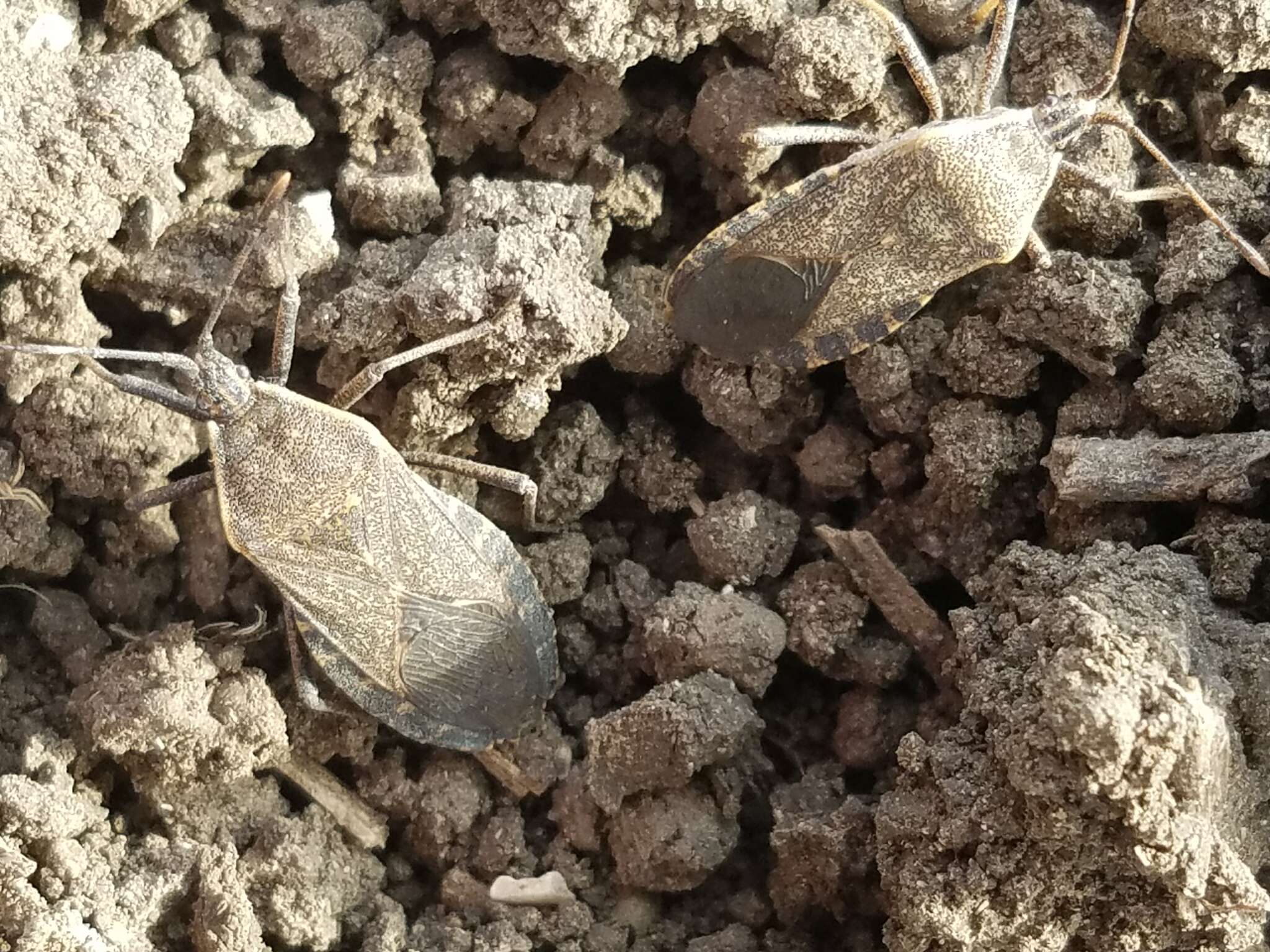 Image of Squash Bug