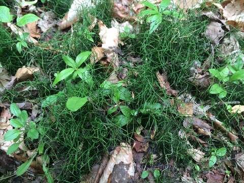 Image of Delicate Horsetail