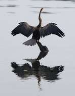 Image of Oriental Darter