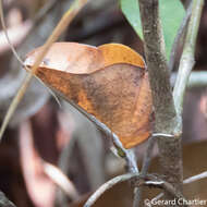 صورة Bematha extensa Walker 1865