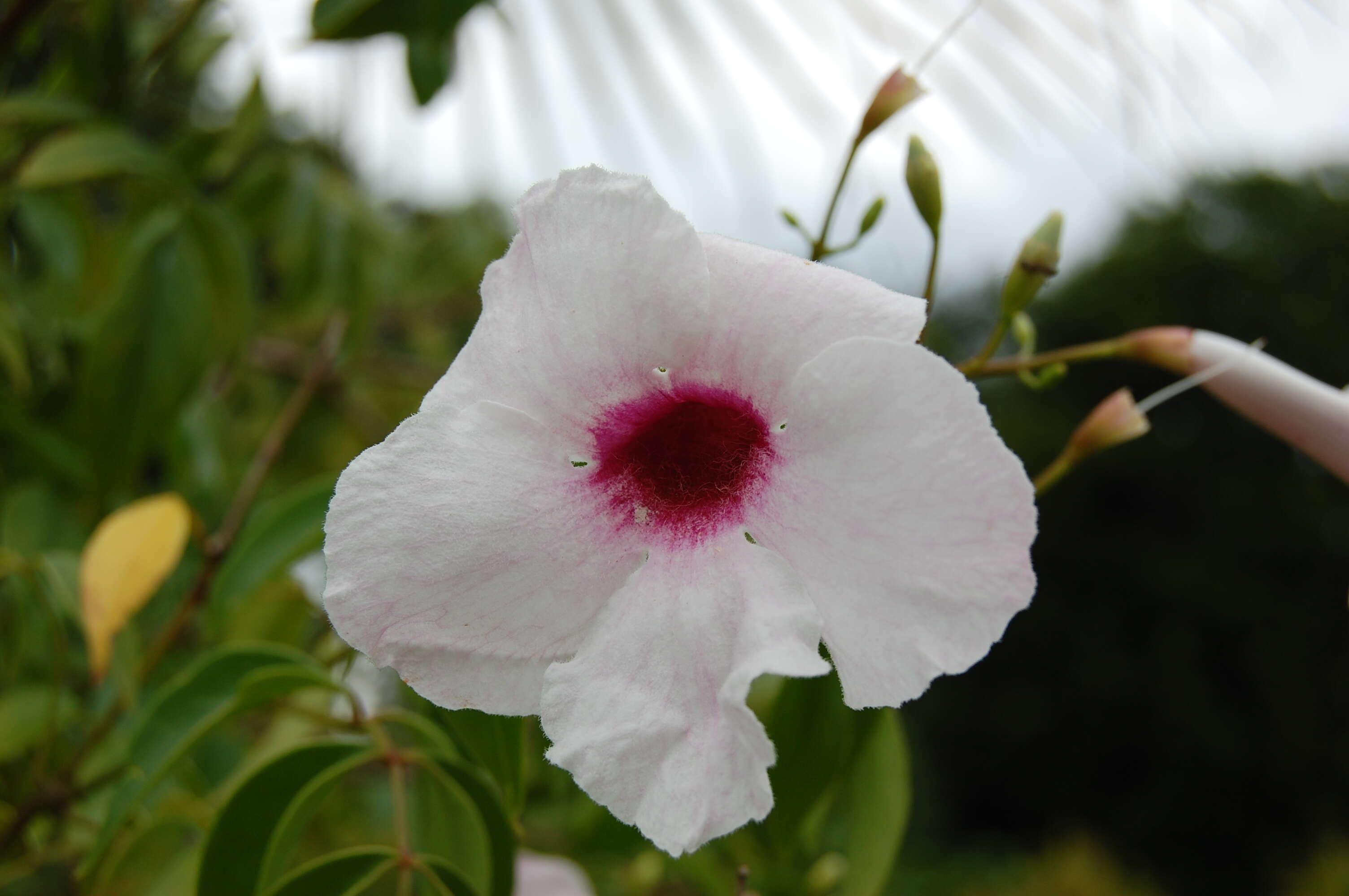 Image of Native Jasmine