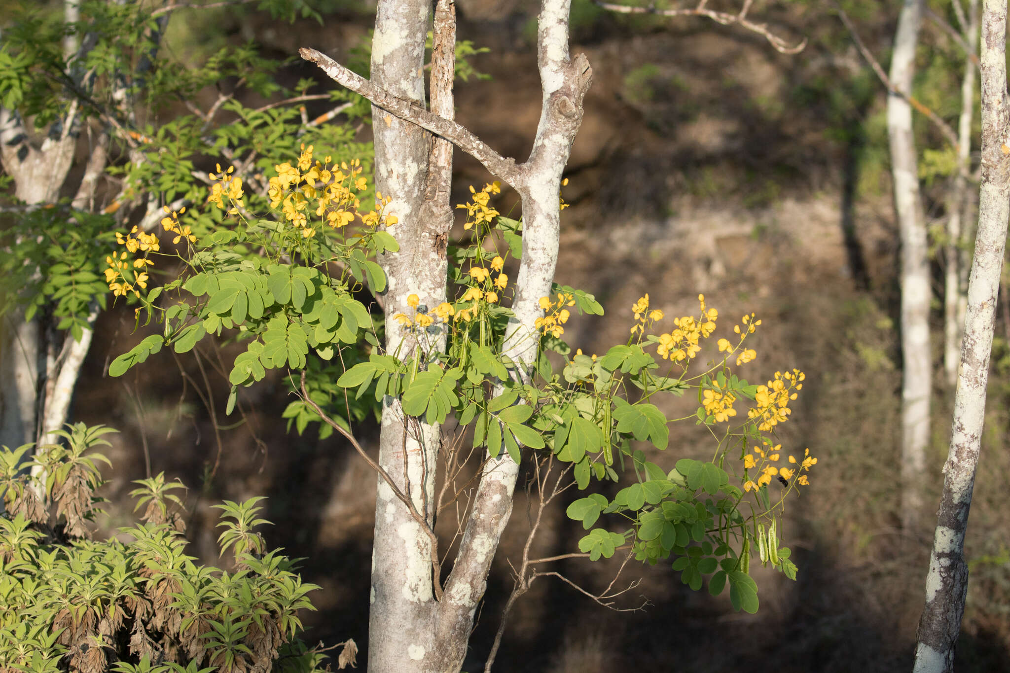 Слика од Senna pistaciifolia (Kunth) H. S. Irwin & Barneby
