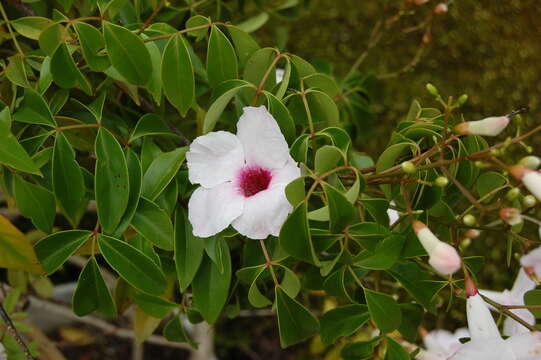 Image of Native Jasmine