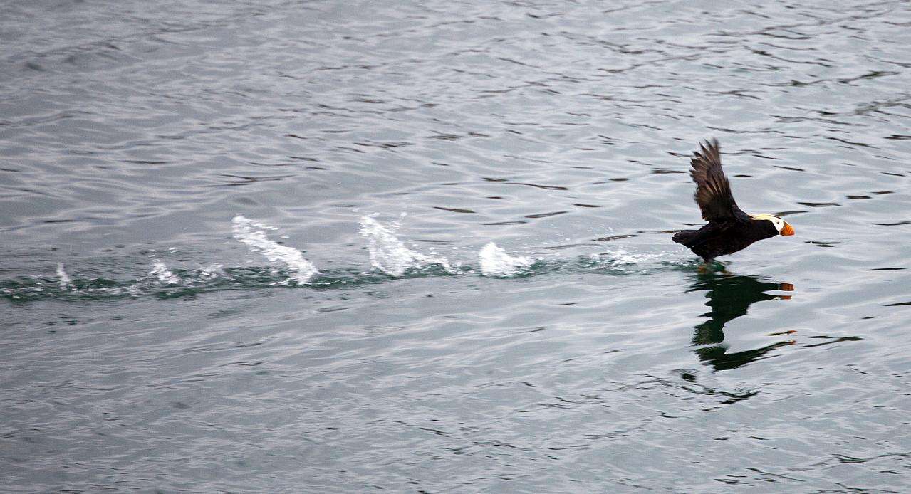 Image of Tufted Puffin