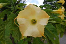 Image of Brugmansia aurea Lagerh.