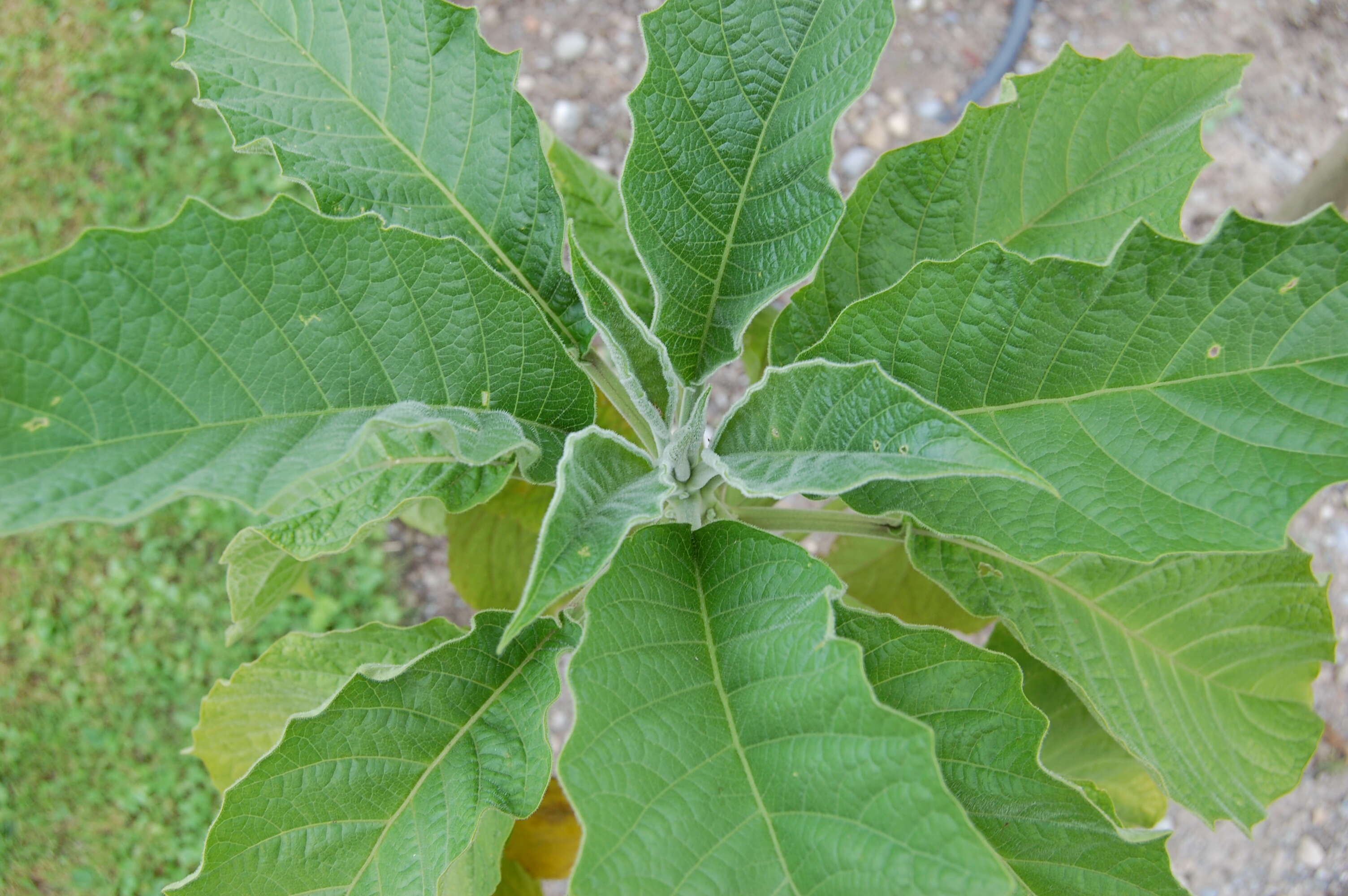 Image of Brugmansia aurea Lagerh.