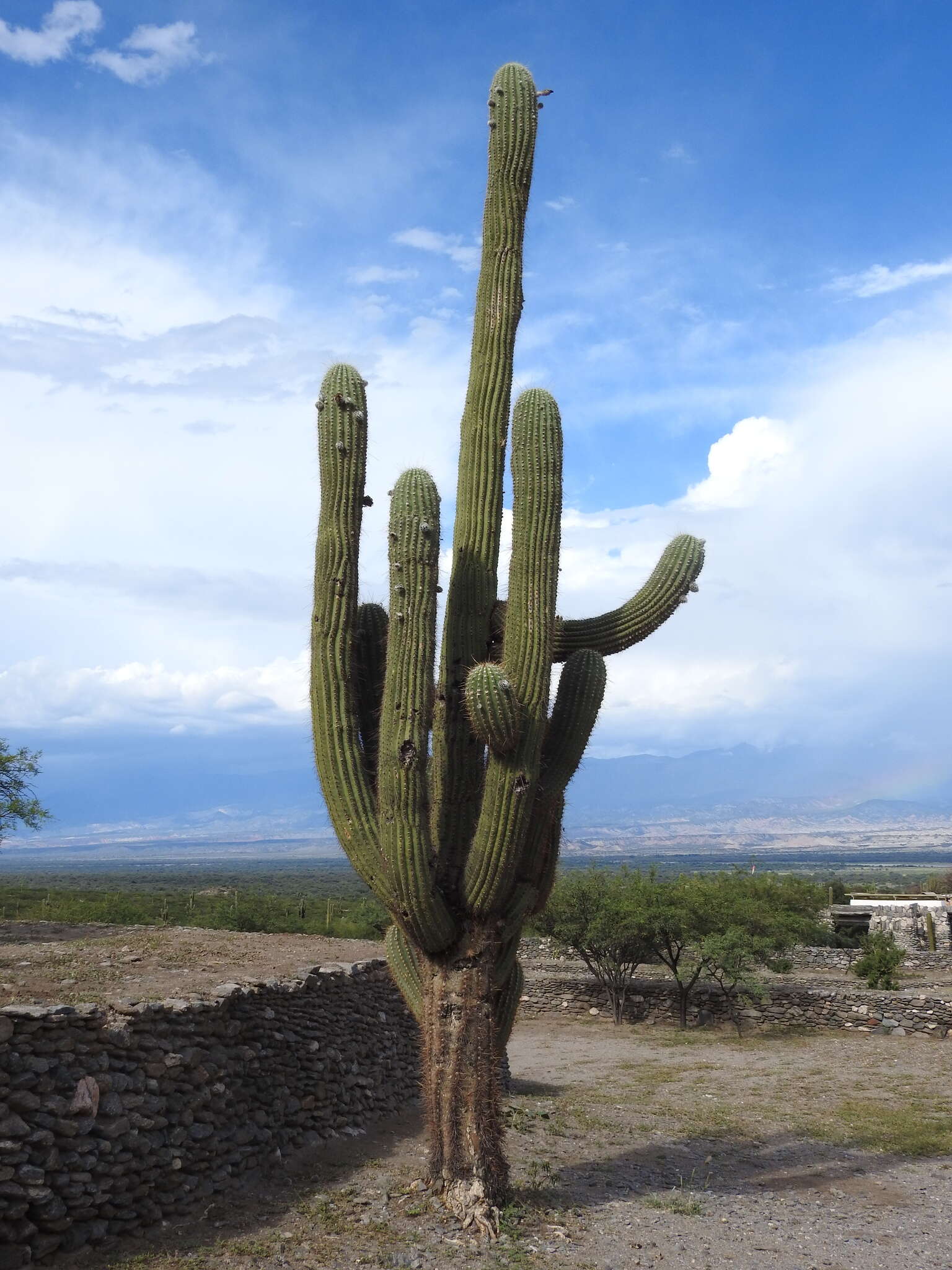 Image de Echinopsis terscheckii (J. Parm. ex Pfeiff.) H. Friedrich & G. D. Rowley